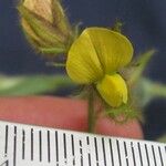 Crotalaria sagittalis Λουλούδι