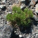 Pinus uncinata Blad