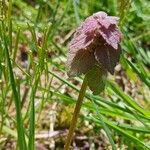 Lamium purpureumFlor