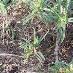 Plantago sempervirens Leaf