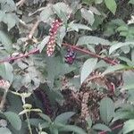 Phytolacca esculenta 果実