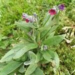 Cynoglossum officinale Habit