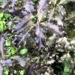 Pittosporum tenuifolium Leaf
