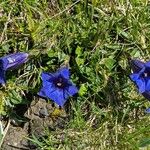 Gentiana acaulis Hábito