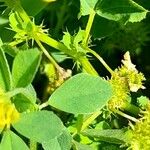 Medicago polymorpha Blad