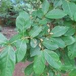 Combretum micranthum Blatt