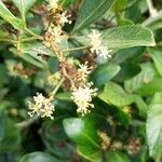 Zanthoxylum asiaticum पत्ता