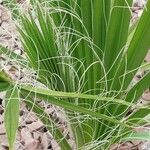 Washingtonia filifera 葉