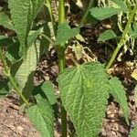 Agastache foeniculum Leaf