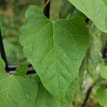 Calystegia silvatica Leaf