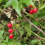 Allophylus edulis Fruit