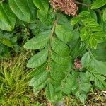 Rhus copallinum Folha