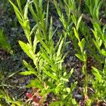 Oenothera gaura Leaf