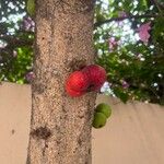 Ficus racemosa Fruchs