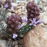 Coris monspeliensis Flower