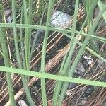 Typha minima Hoja