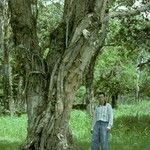 Melaleuca leucadendra Bark