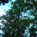 Araucaria nemorosa Hábito