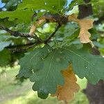 Quercus × rosacea Folha