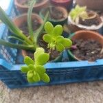 Sedum kimnachii Folha