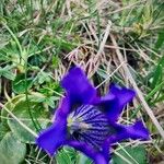 Gentiana alpinaBloem