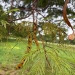 Anadenanthera colubrina ഇല