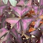 Oxalis triangularis Blatt