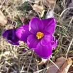 Crocus flavus Květ