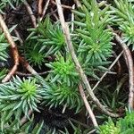 Petrosedum forsterianum Hoja