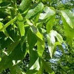 Carya aquatica Leaf
