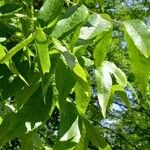Carya aquatica Liść