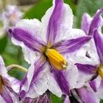 Solanum muricatum Blomma