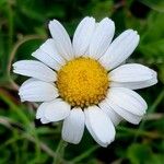 Leucanthemum adustum Кветка