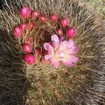 Eriosyce subgibbosa 花