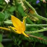 Hypoxis hirsuta Fiore