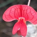 Lathyrus setifolius Fleur