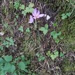 Colchicum autumnaleBlüte