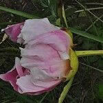Paeonia × suffruticosa Cvet