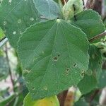 Hibiscus calyphyllus 叶