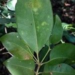Pisonia aculeata पत्ता