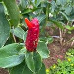 Costus spiralis Flower