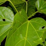 Pterygota excelsa Folha