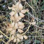 Salvia viridis Fruit