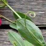 Lathyrus tuberosus ഇല