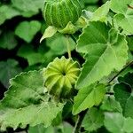 Abutilon indicum Φρούτο