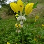 Solanum rostratum Anders