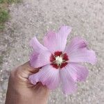 Hibiscus syriacusപുഷ്പം