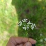 Conopodium majus Blodyn