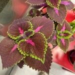 Plectranthus scutellarioides Yaprak