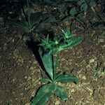 Eryngium foetidum Buveinė